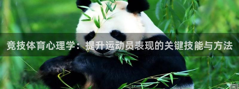 3377体育手机平台：竞技体育心理学：提升运动员表现的关键技能与方法